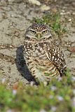 Burrowing Owl